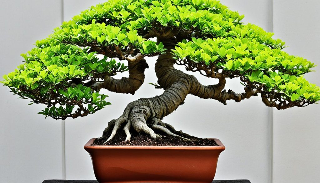 bonsai plante grasse