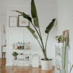 10 Plant Decor Ideas to Refresh Any Room
