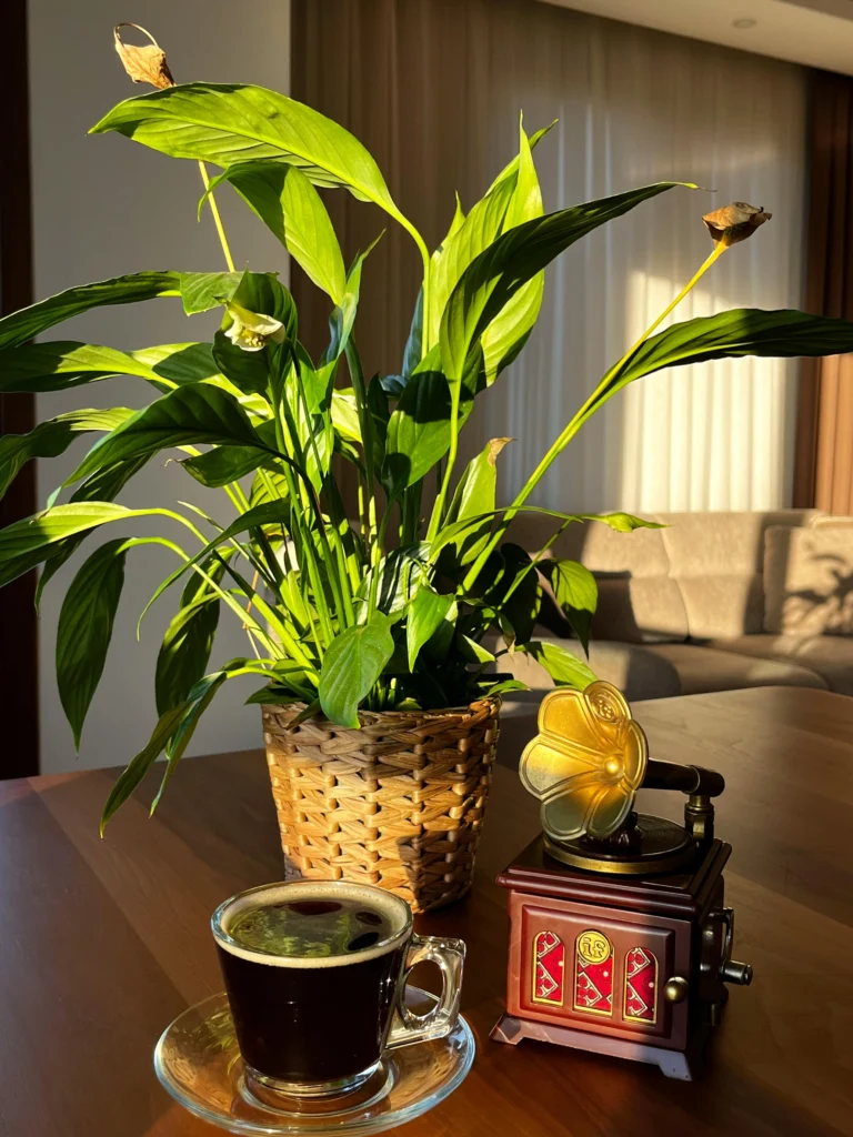 10 Creative Ways to Decorate with Indoor Plants