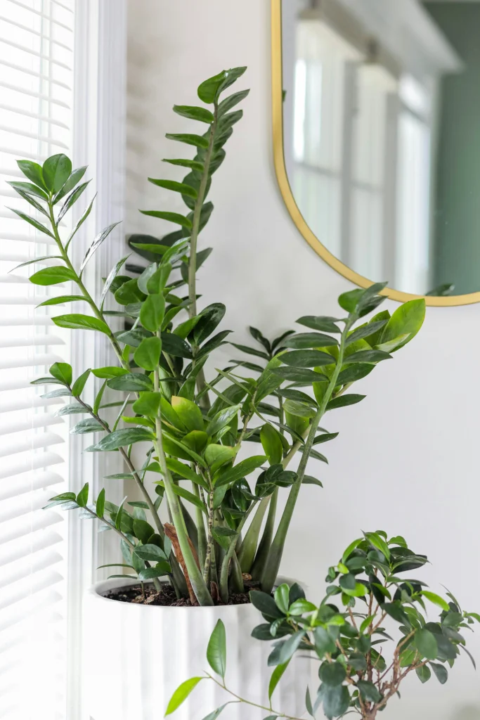 Modern Houseplant Inspiration Green Decor Made Easy