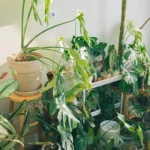 Beautiful Ways to Style Your Home with Indoor Plants
