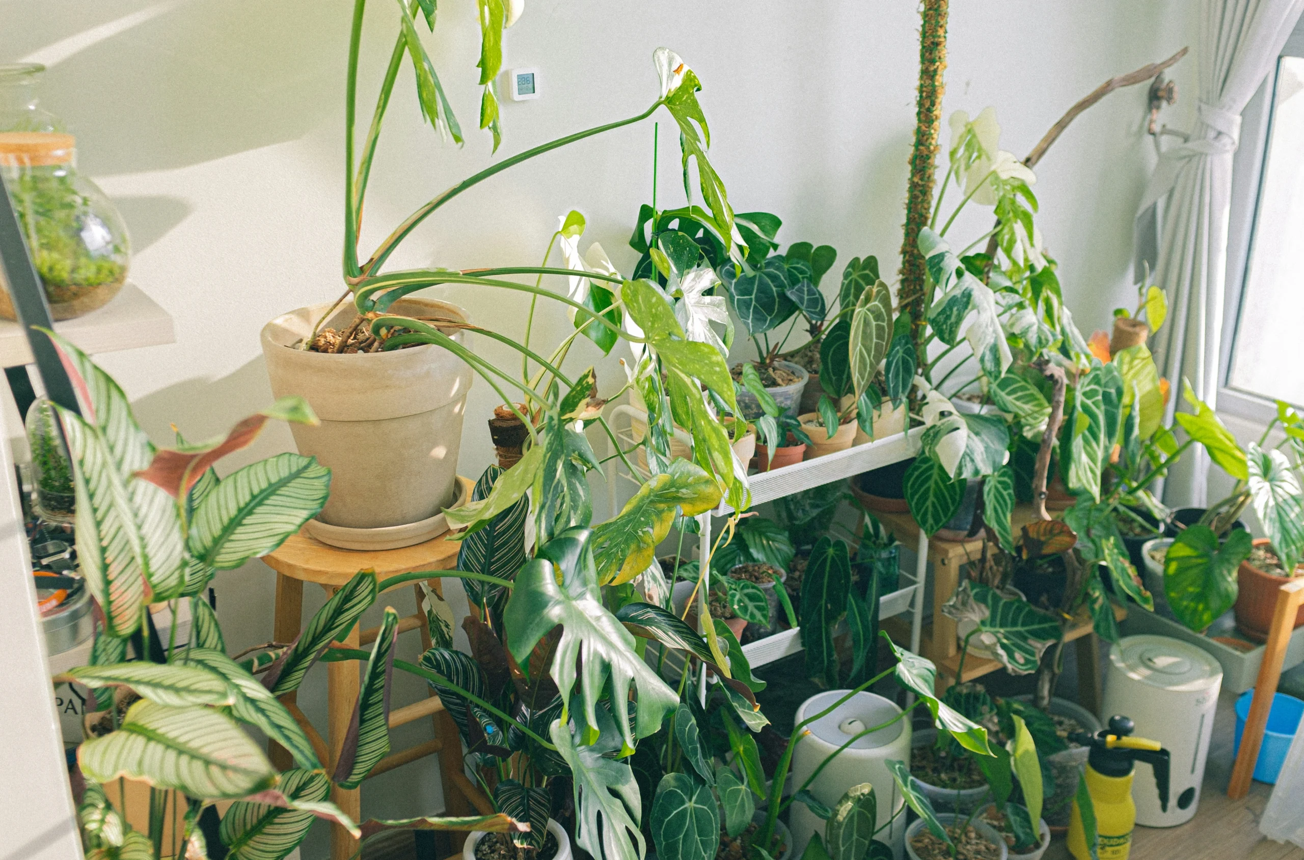 Beautiful Ways to Style Your Home with Indoor Plants