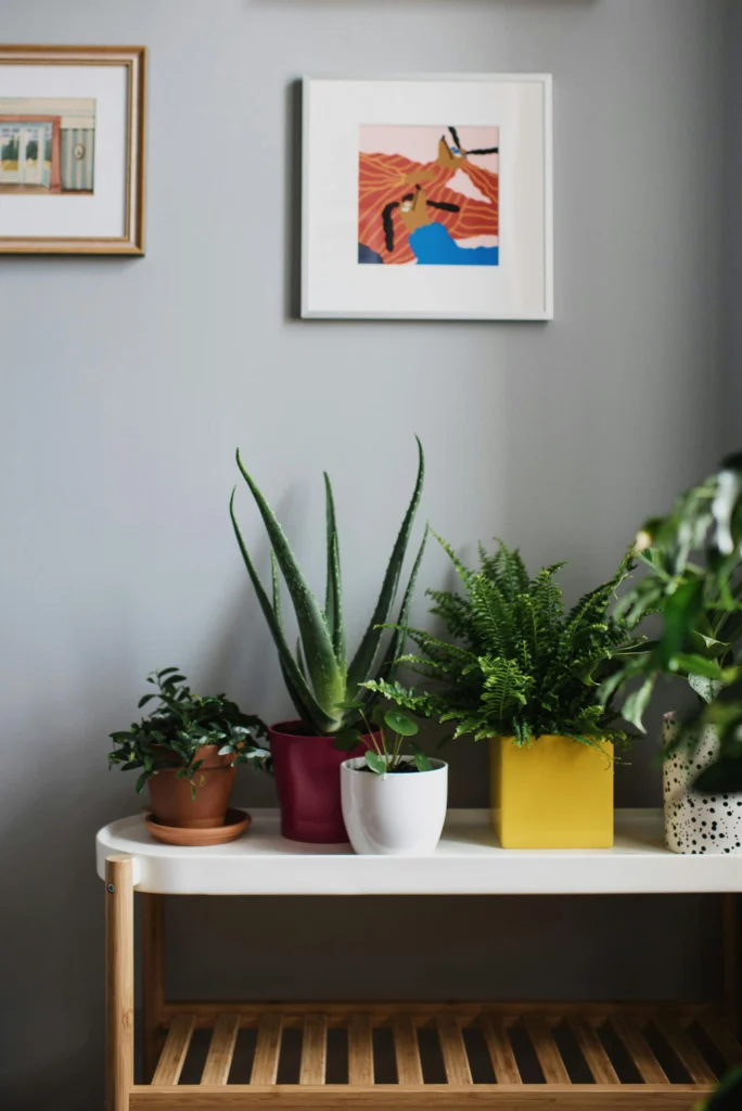 Houseplant Decor