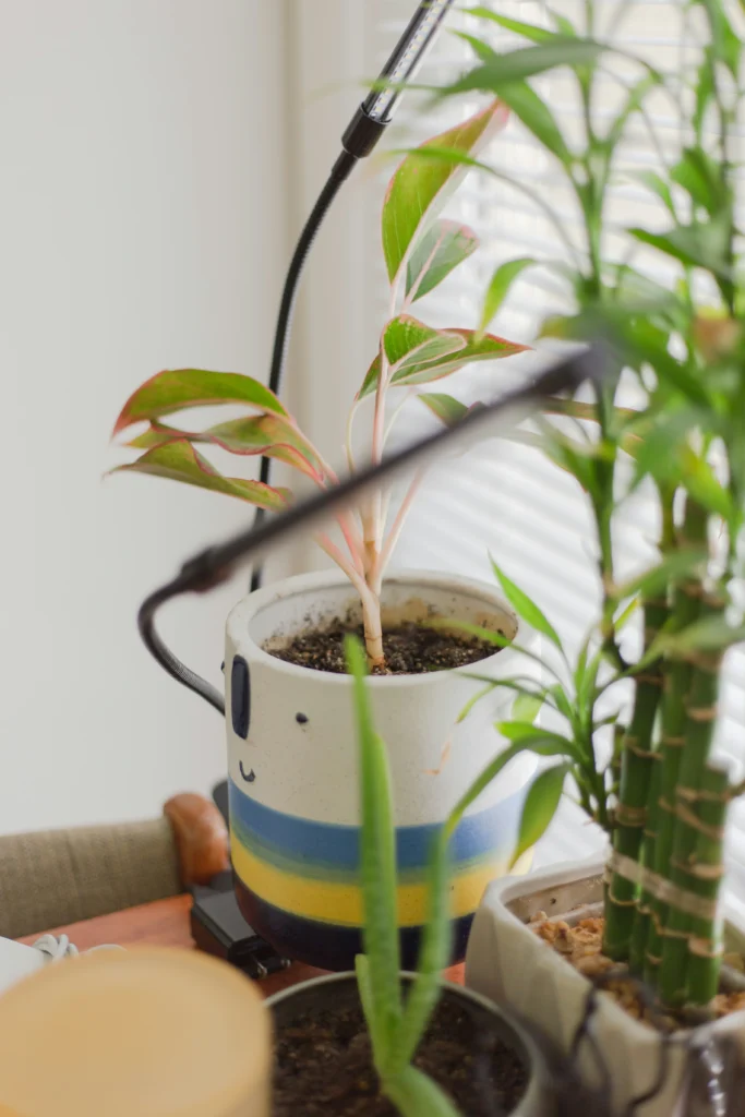 Beautiful Ways to Style Your Home with Indoor Plants