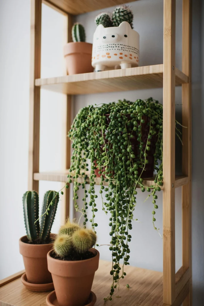 Houseplant Decor