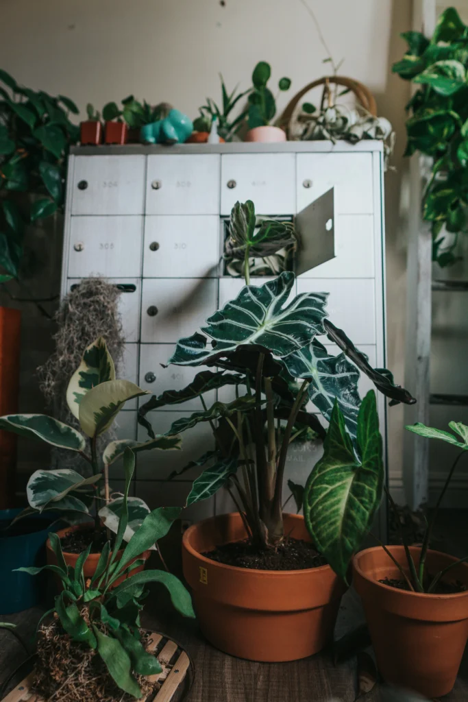 Stylish Houseplant Ideas