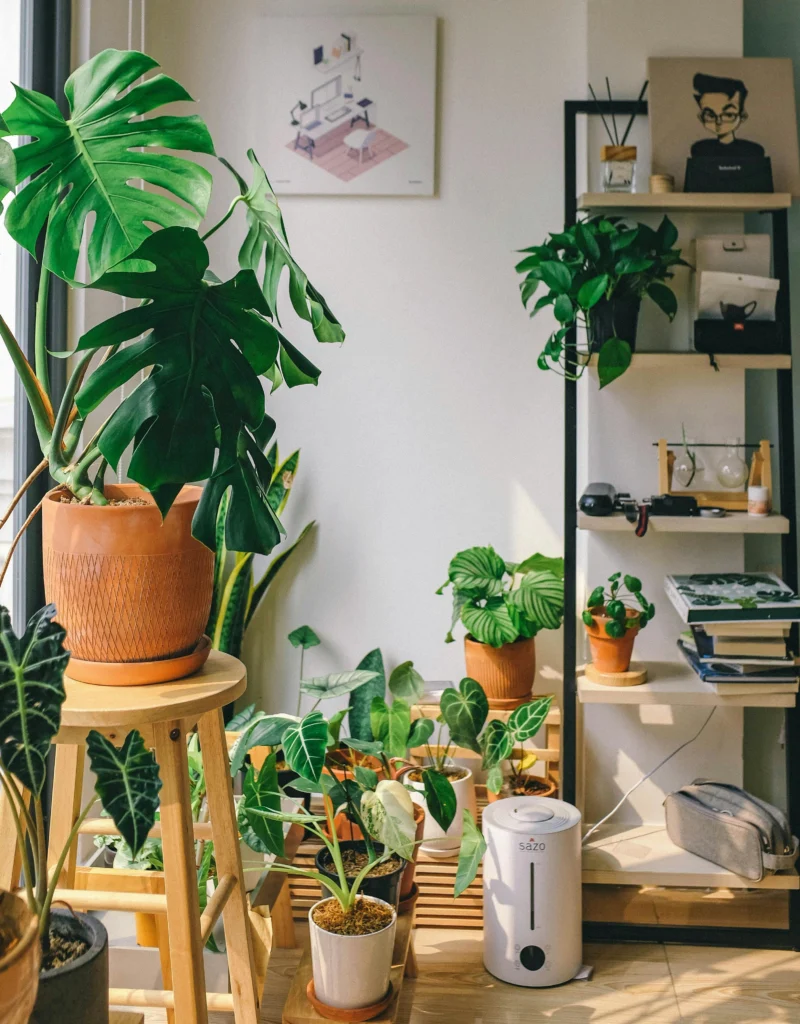 18 Stylish Houseplants for a Modern, Fresh Home