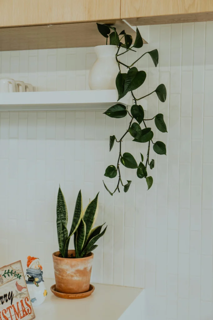 10 Plant Decor Ideas to Refresh Any Room