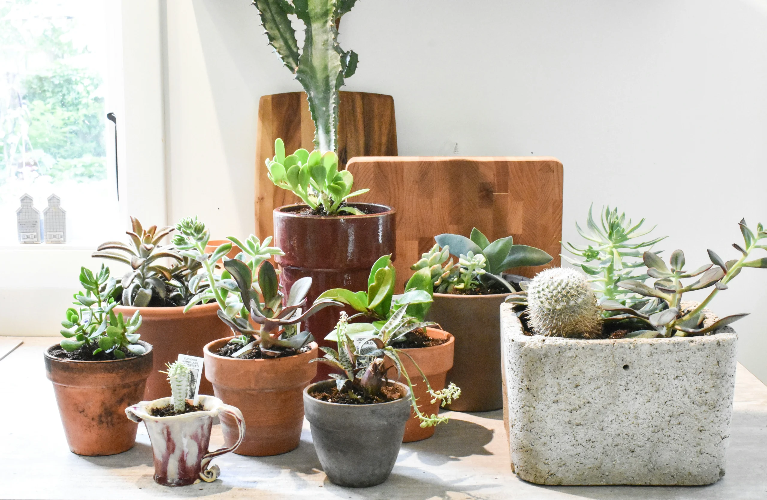 Living Decor Creative Houseplant Styling for Every Room