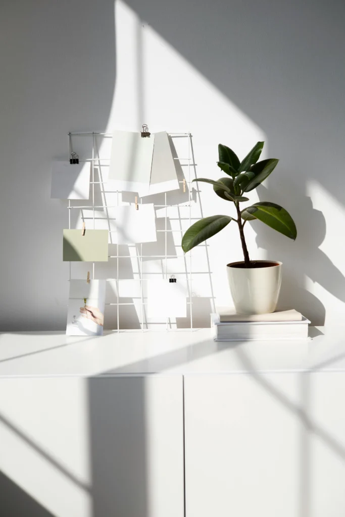 Beautiful Houseplants