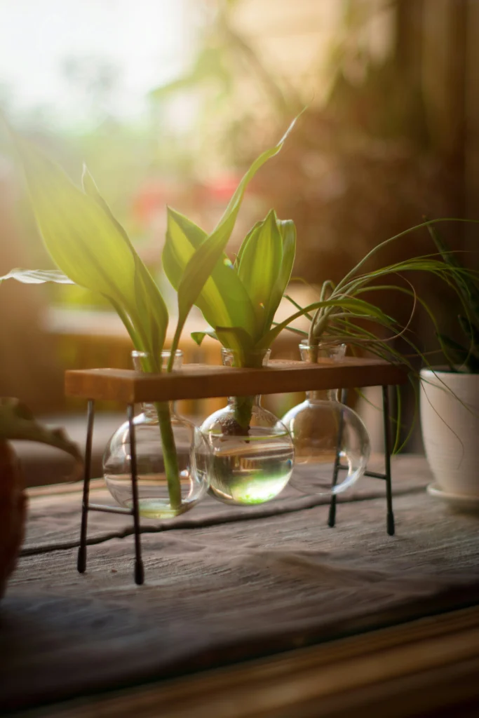 Beautiful Ways to Style Your Home with Indoor Plants