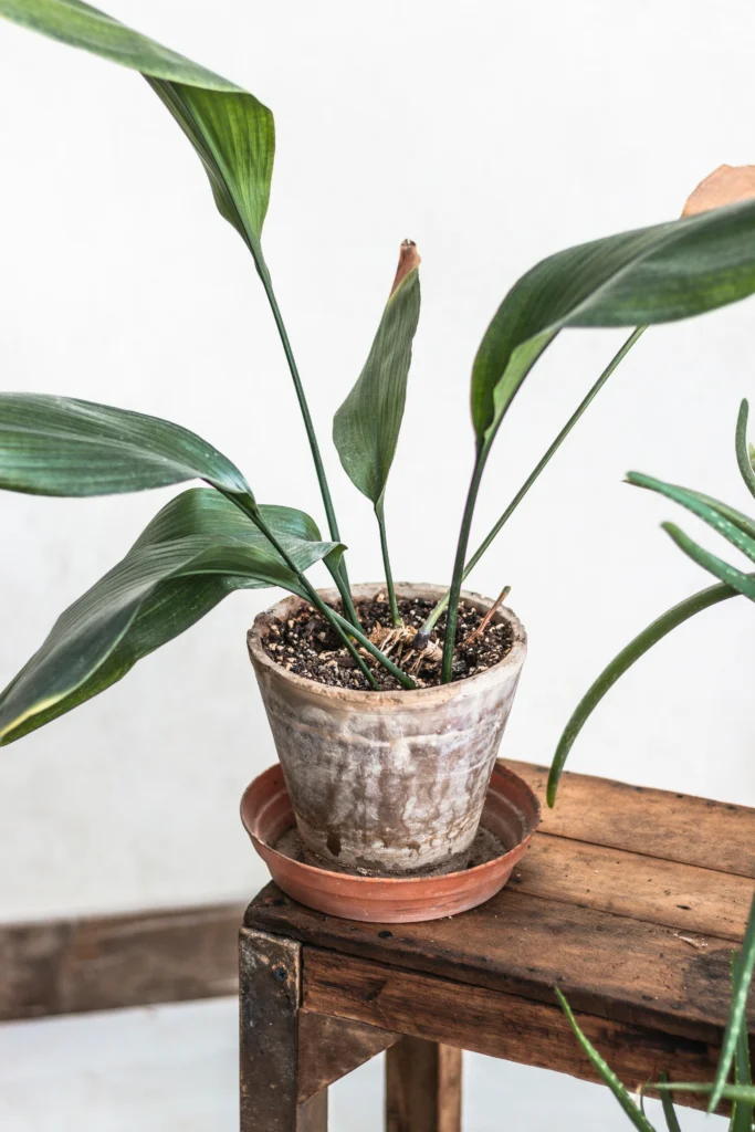 Stylish Houseplant Ideas