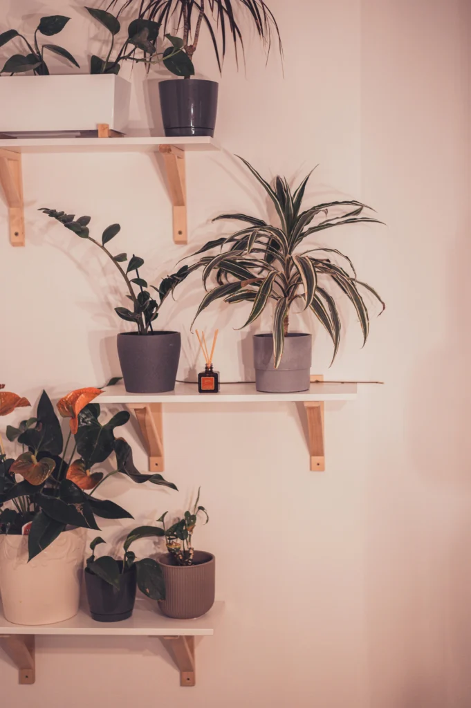 Indoor Oasis Creative Houseplant Styling & Gardening Tips