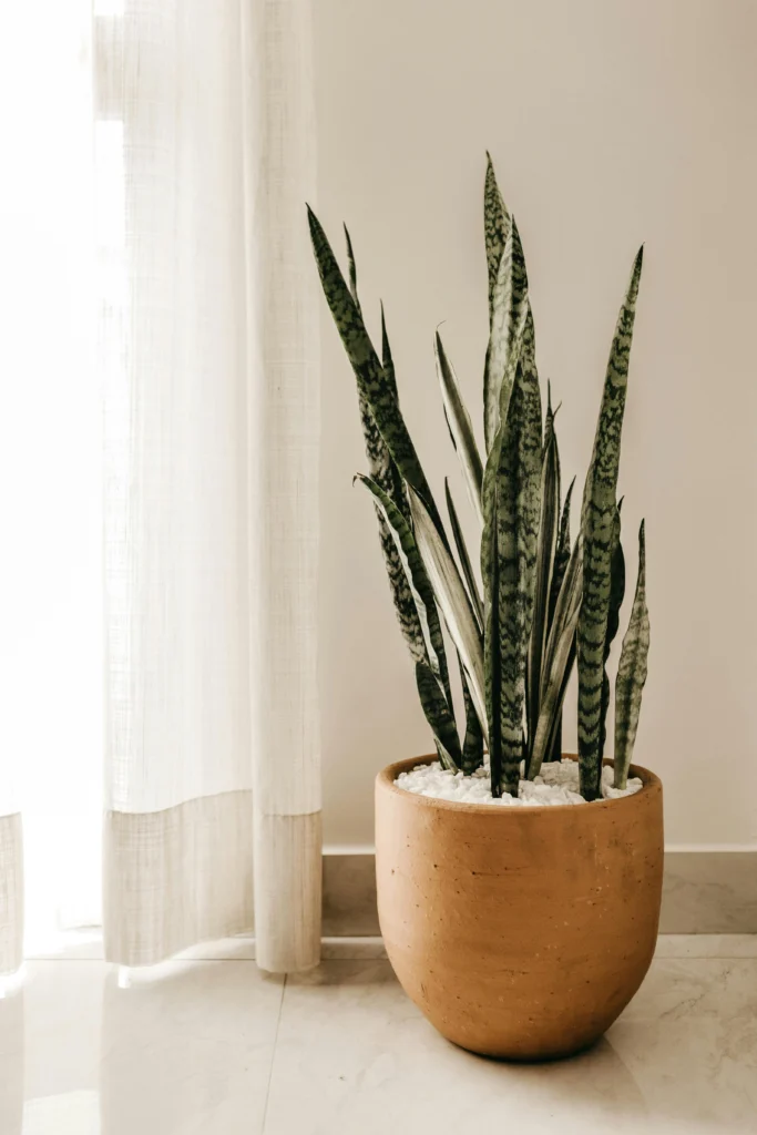 Indoor Oasis Creative Houseplant Styling & Gardening Tips