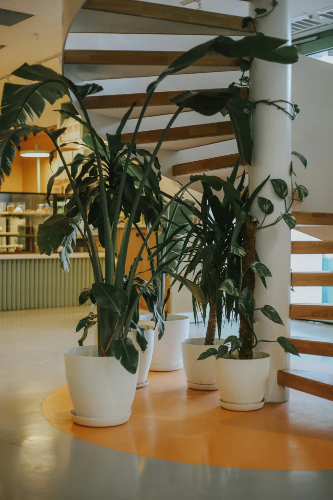 Indoor Plants