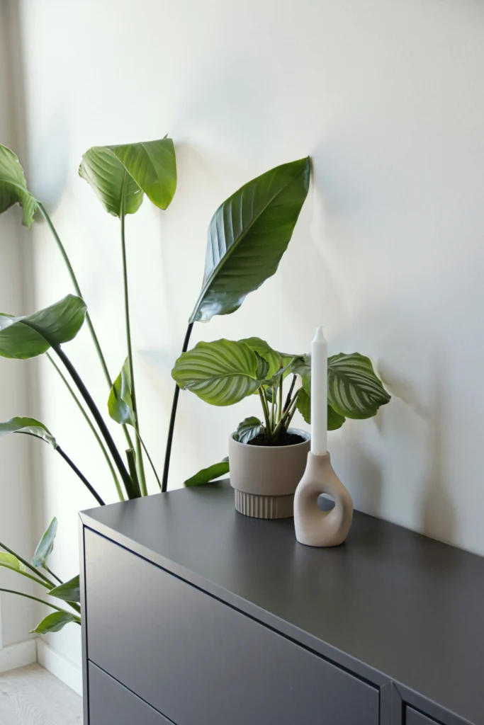Beautiful Ways to Style Your Home with Indoor Plants
