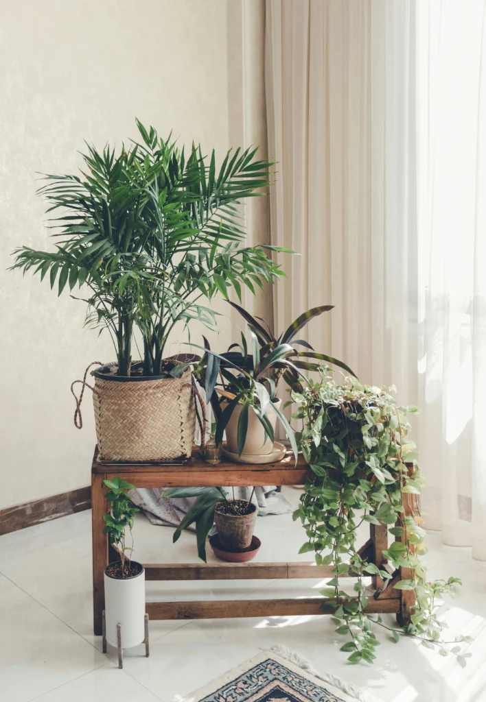 Stylish Houseplant Ideas