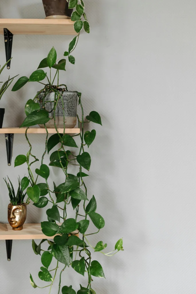 Living Decor Creative Houseplant Styling for Every Room