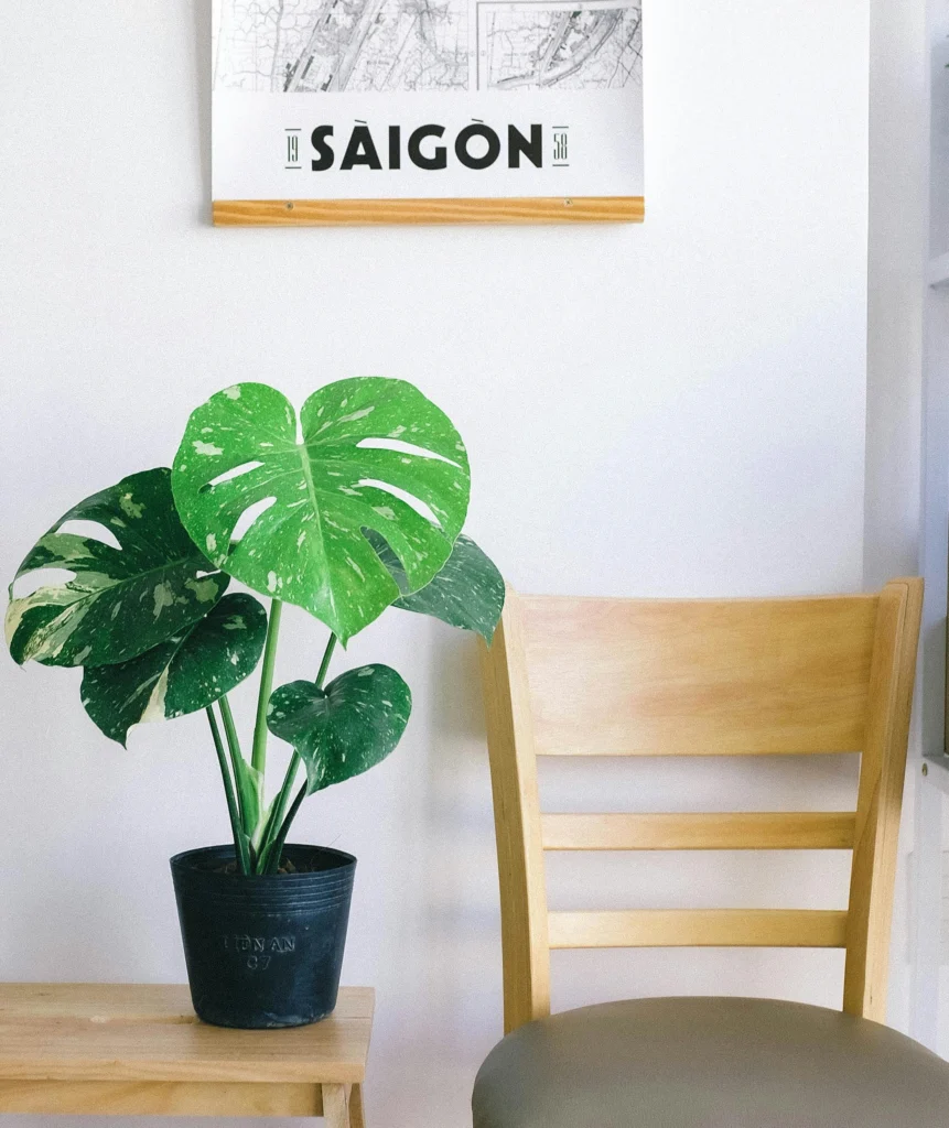 18 Stylish Houseplants for a Modern, Fresh Home