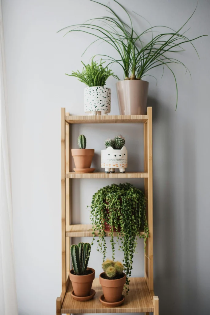 Houseplant Decor