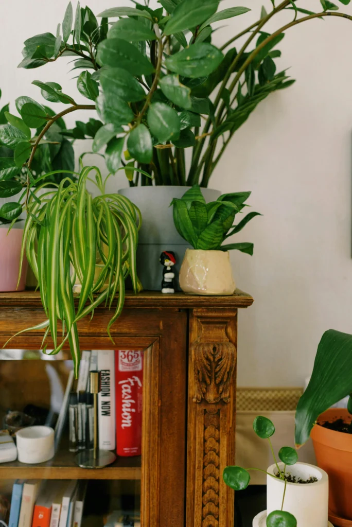 10 Plant Decor Ideas to Refresh Any Room
