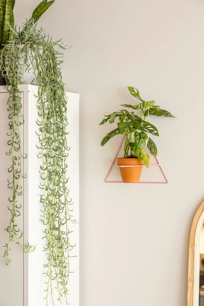 Beautiful Ways to Style Your Home with Indoor Plants