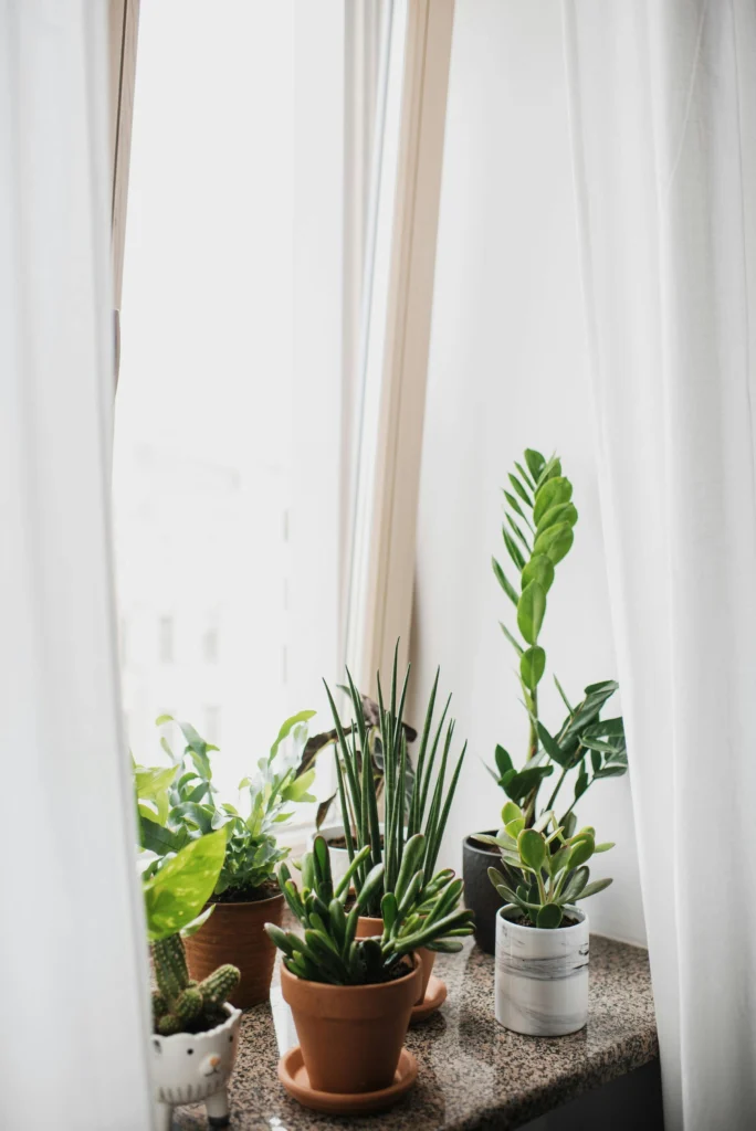 Indoor Oasis Creative Houseplant Styling & Gardening Tips