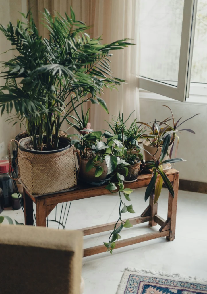 Stylish Houseplant Ideas