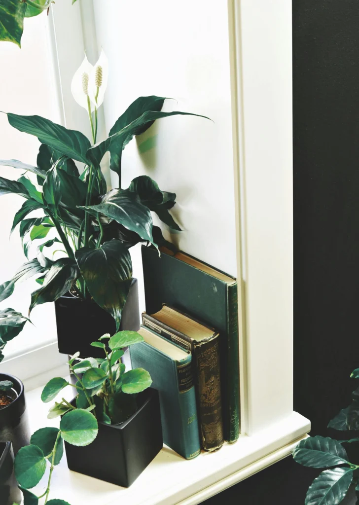 Living Decor Creative Houseplant Styling for Every Room