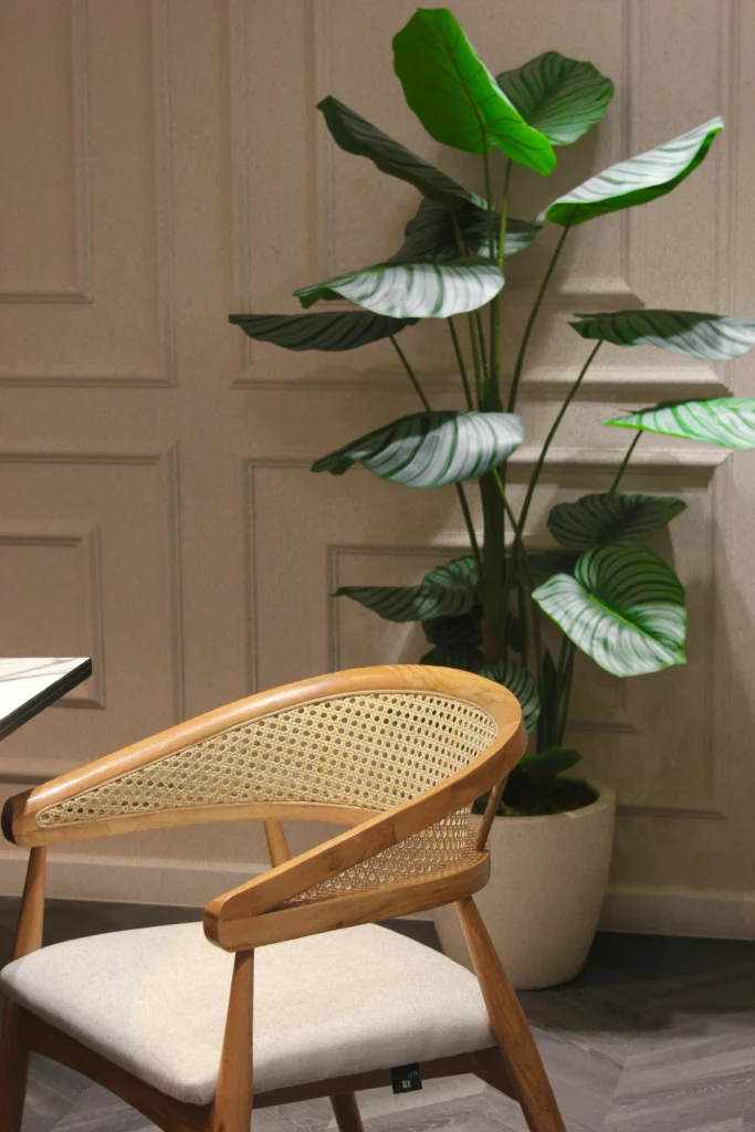 18 Stylish Houseplants for a Modern, Fresh Home