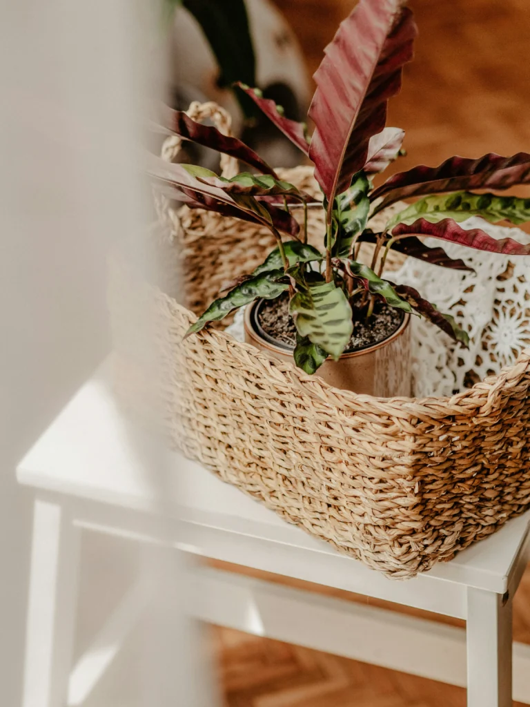 Beautiful Ways to Style Your Home with Indoor Plants