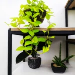 14 Cute Apartment Plant Setup & Indoor Stand Inspo