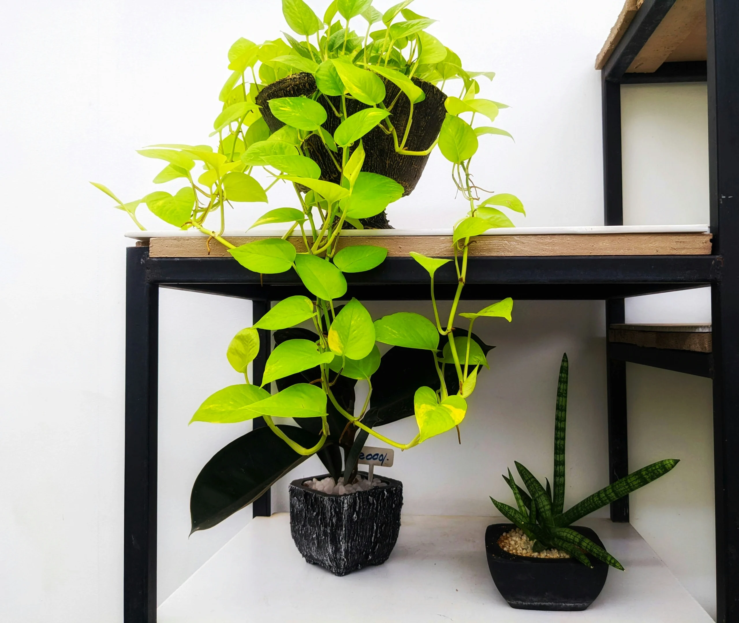 14 Cute Apartment Plant Setup & Indoor Stand Inspo